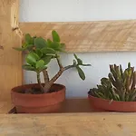 Ficodindia Sortino