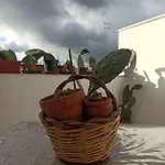 Ficodindia