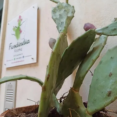 Ficodindia Gæstehus Sortino