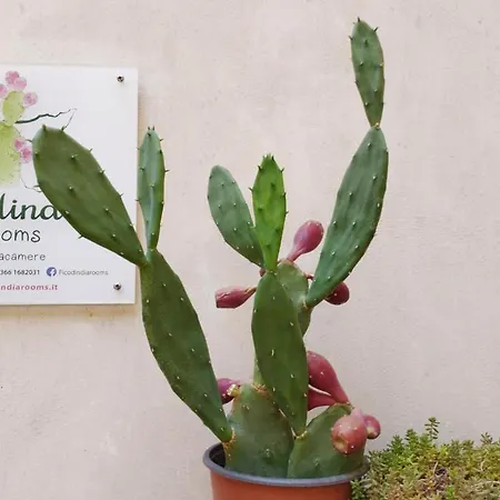 Ficodindia 4* Sortino